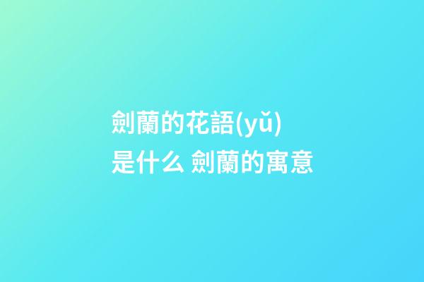 劍蘭的花語(yǔ)是什么 劍蘭的寓意